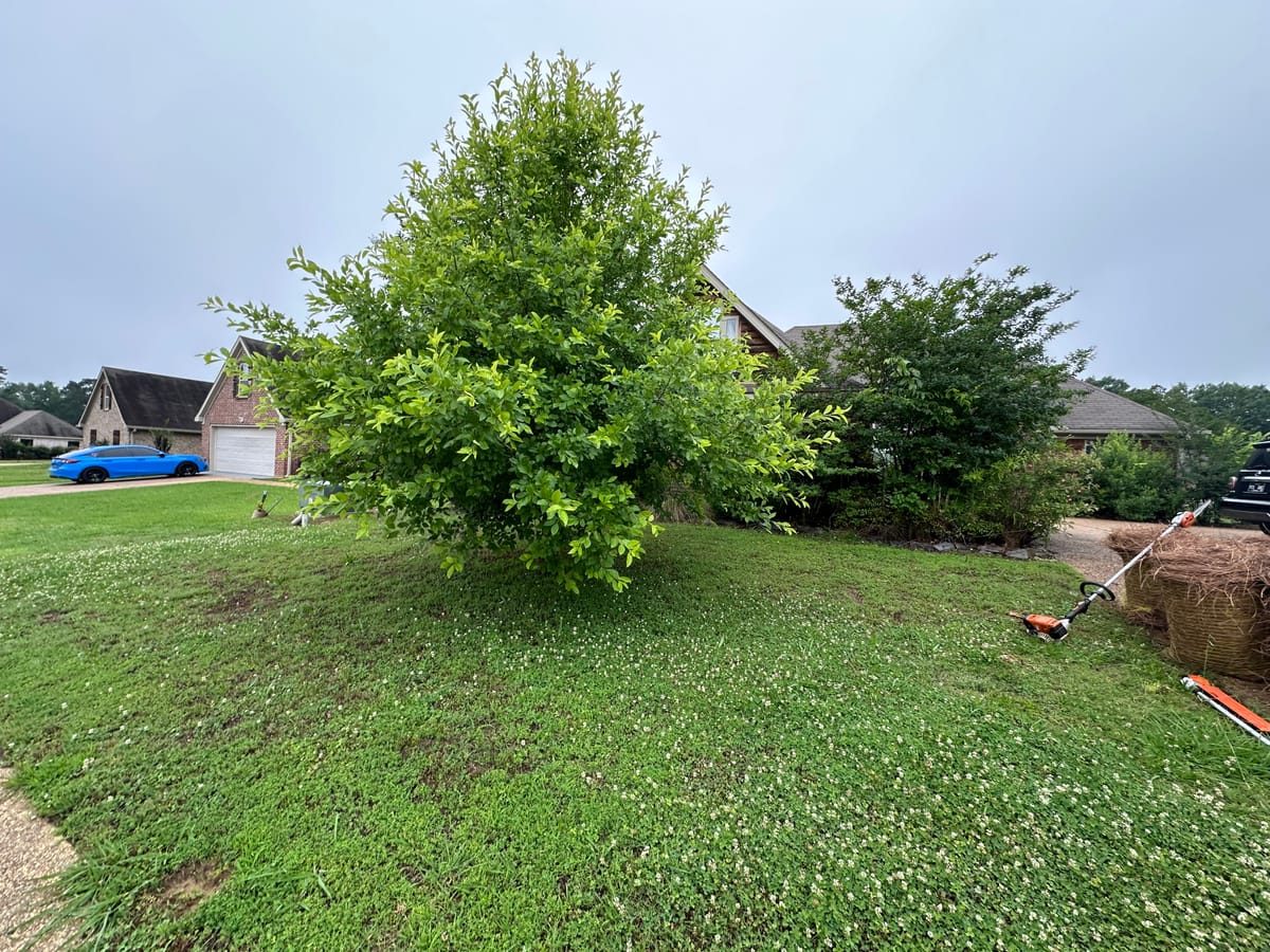 Overgrown tree and landscape beds