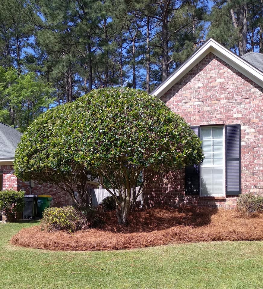 Neatly shaped bush with a pinestraw bed