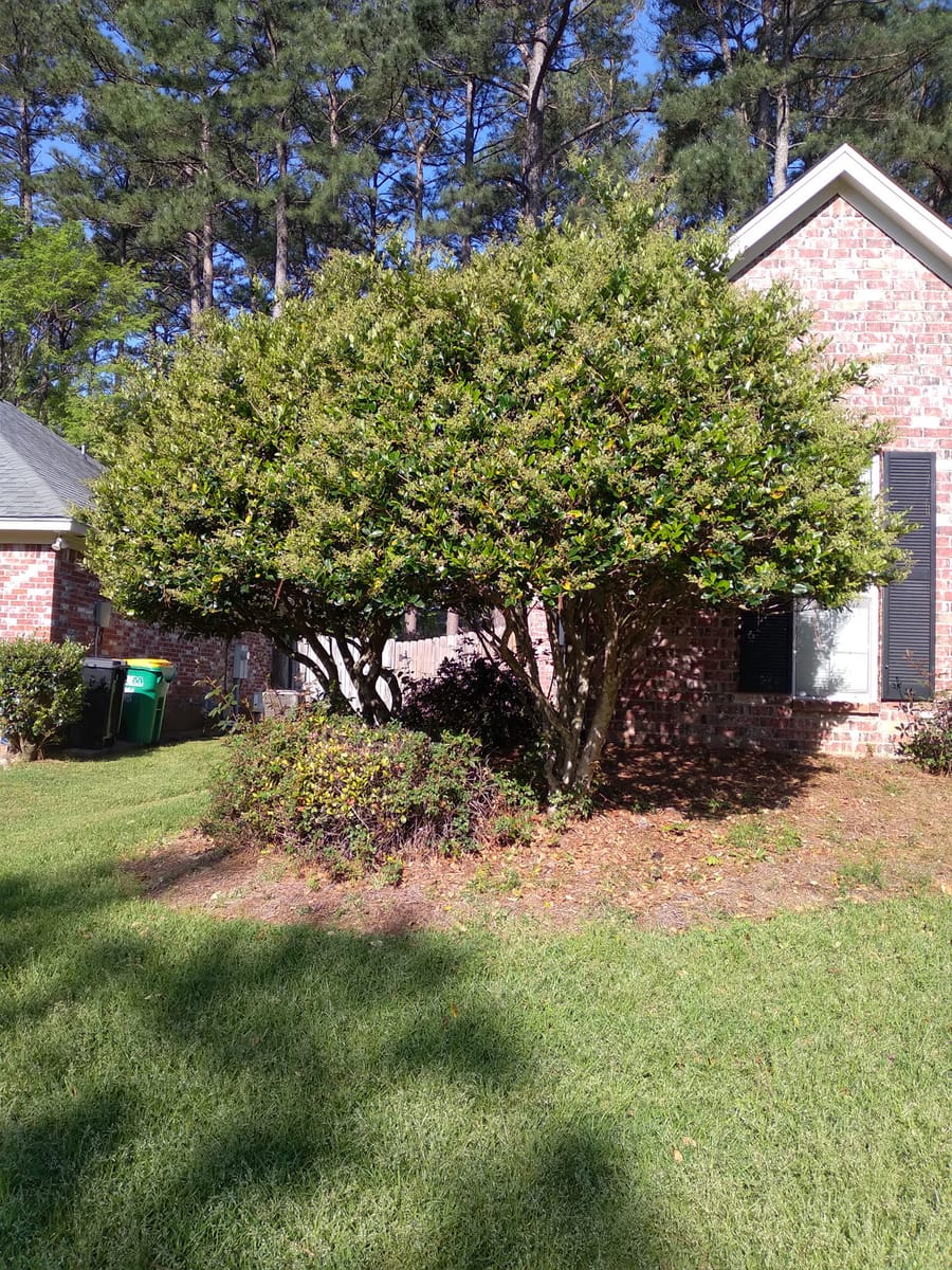 Overgrown bush in front of a brick house