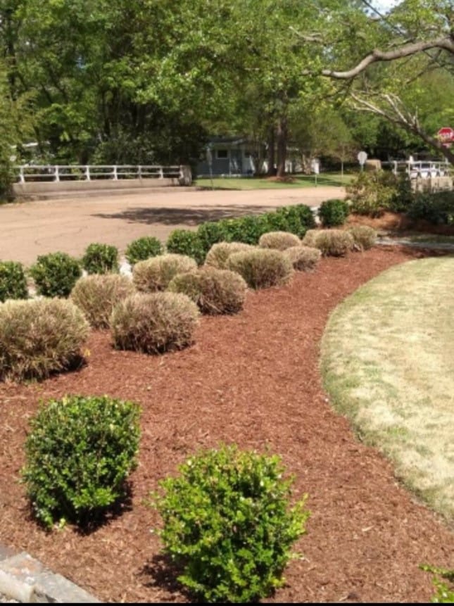 Clean mulched bed with shaped shrubs