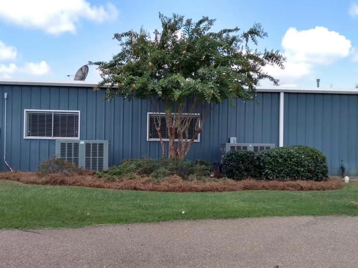 Bush shaped into a tree with a mulch bed