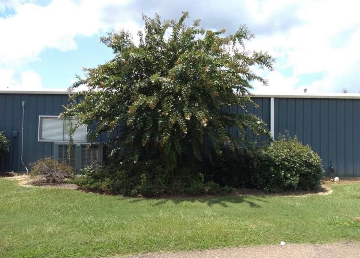 Oversized bush against a commercial wall