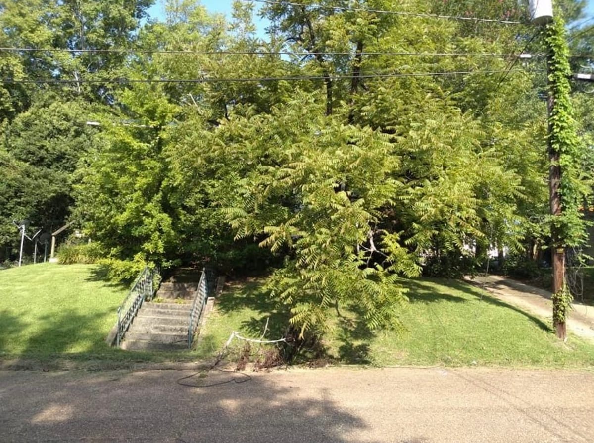 Overgrown tree hiding the front of a house